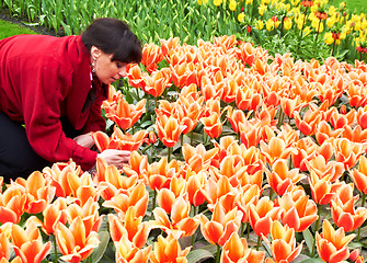 Image showing Girl taking care of Tulips in Keukenhof Flower Garden
