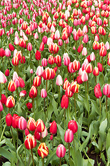 Image showing Red and pink Tulips in Keukenhof Flower Garden,The Netherlands