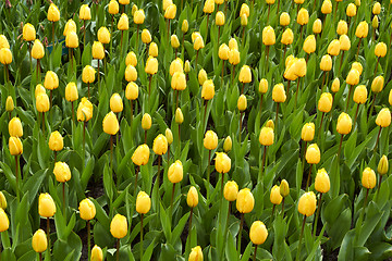 Image showing yellow Tulips in Keukenhof Flower Garden,The Netherlands