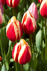 Image showing Violet Tulips in Keukenhof Flower Garden,The Netherlands