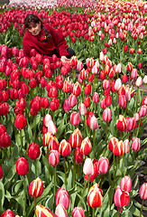 Image showing Girl in Tulip field  , Keukenhof Flower Garden