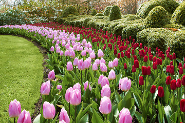 Image showing waves of red and pink tulips Keukenhof gardens natural park 