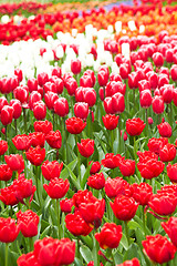 Image showing Red and pink Tulips in Keukenhof Flower Garden,The Netherlands