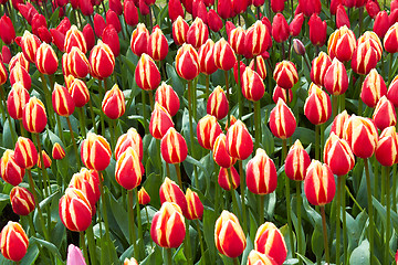 Image showing red and yellow Tulips in Keukenhof Flower Garden,The Netherlands