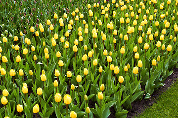 Image showing yellow Tulips in Keukenhof Flower Garden,The Netherlands