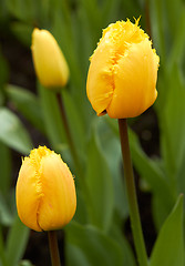 Image showing yellow Tulips in Keukenhof Flower Garden,The Netherlands