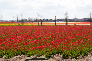 Image showing waves of Tulip fields near Keukenhof Flower Garden, Netherlands