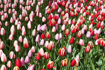 Image showing Red and pink  Tulips in Keukenhof Flower Garden,The Netherlands