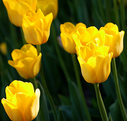Image showing Yellow tulips in sun spring day