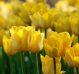 Image showing Yellow tulips