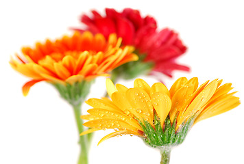 Image showing Gerbera flowers