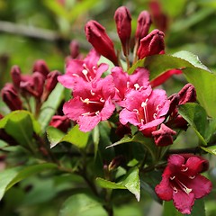 Image showing Weigela