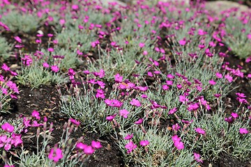 Image showing Maiden pink