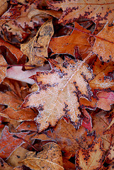 Image showing Frosty leaves