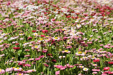 Image showing Daisies.