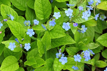 Image showing Blue flowers