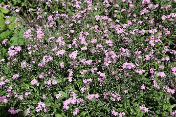 Image showing Forget-me-not