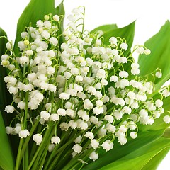 Image showing Lily of the valley.