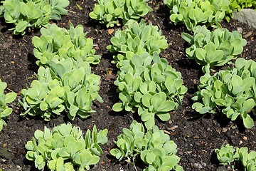 Image showing Sedum spectabile