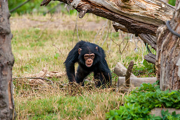 Image showing Chimp youngster in nature