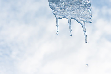 Image showing Melting icicle with waterdrops