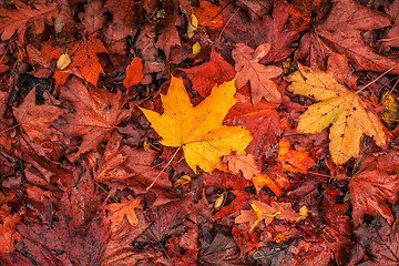 Image showing Autumn maple in warm colors