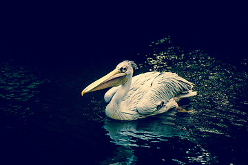 Image showing Pelican floating on water