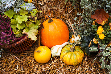 Image showing Pumpkin ornament in the fall