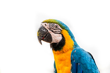 Image showing Parrot on white background