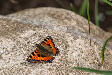 Image showing Butterfly on a big rock