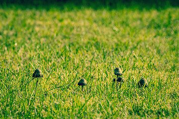 Image showing Mushrooms on a lawn