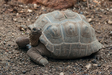 Image showing Turtle on dry land