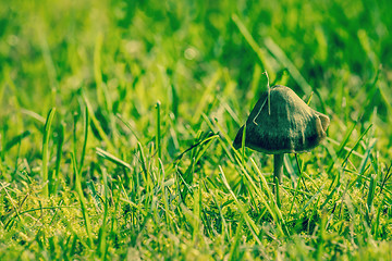 Image showing Mushroom in fresh green grass