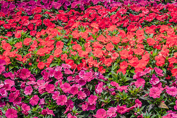 Image showing Flowers in red an violet colors