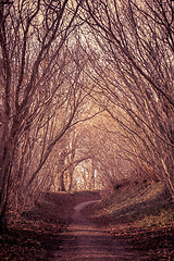 Image showing Mysterious forest with a path