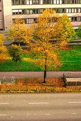 Image showing Autumn tree by a road