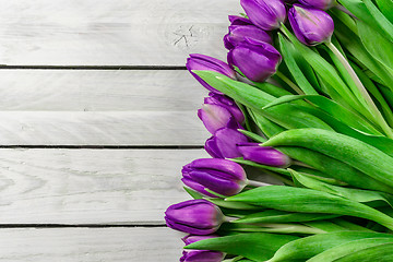 Image showing Tulip flowers in purple color