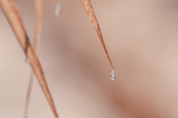 Image showing Water drop on a staw