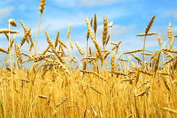 Image showing Grain field