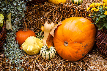 Image showing Autumn decoration with orange pumpkins