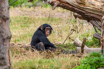 Image showing Chimp in the nature