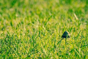 Image showing Shroom in green grass