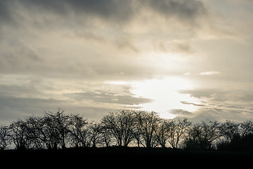 Image showing Trees in a winter sunset