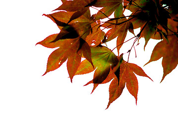 Image showing Japanese maple leaves
