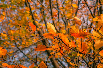 Image showing Autumn leaves in in a colorful forest