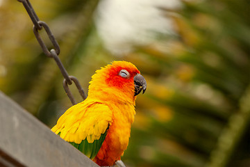 Image showing Sun Conure parrot on a swing