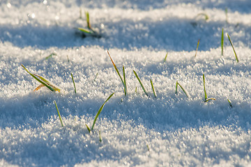 Image showing Grass in the snow