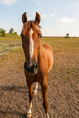 Image showing Horse in brown colors in a fencing