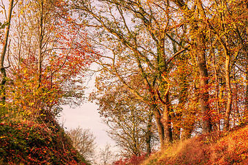 Image showing Autumn leaves in in a forest scenery