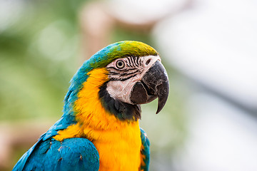 Image showing Colorful parrot in the jungle